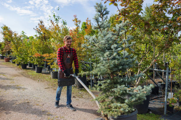 Best Residential Tree Removal  in USA